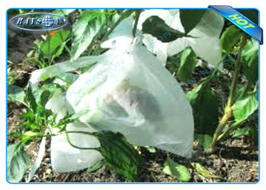 A planta não tecida de Agiculture cresce sacos para o crescimento do fruto e a proteção, batata cresce sacos